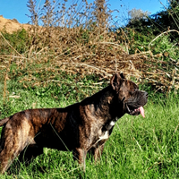 Cane corso
