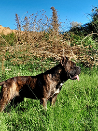 Cane corso