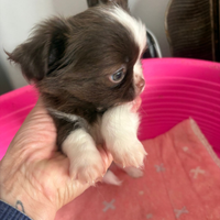 Chihuahua maschietto bianco e cioccolato