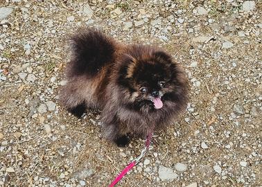 Femmina di 4/5 anni