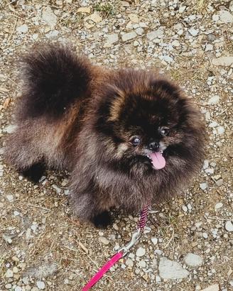 Femmina di 4/5 anni