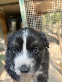 Cucciolo di pastore australiano