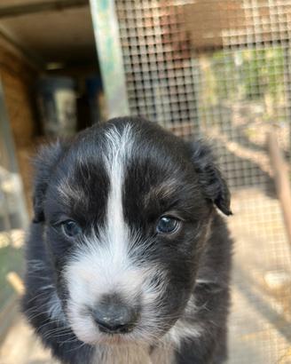 Cucciolo di pastore australiano