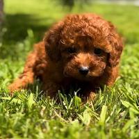 Cucciolo barboncino toy red