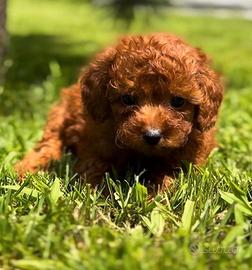 Cucciolo barboncino toy red