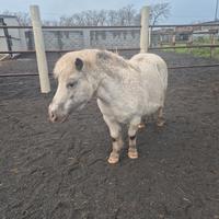Pony adatto per bambini e porta a cavallo