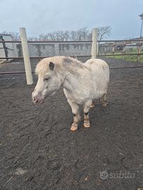 Pony adatto per bambini e porta a cavallo