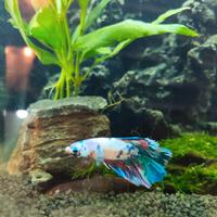 Splendidi Betta Splendens (Pesce Combattente)