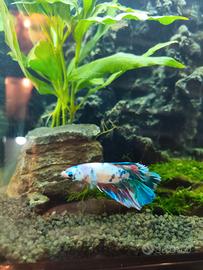 Splendidi Betta Splendens (Pesce Combattente)