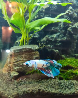 Splendidi Betta Splendens (Pesce Combattente)