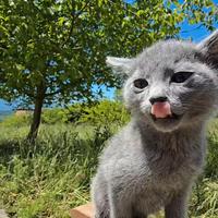 Cuccioli Blu di Russia linea russa pregiata