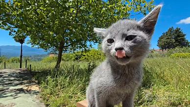 Cuccioli Blu di Russia linea russa