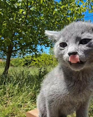 Cuccioli Blu di Russia linea russa pregiata