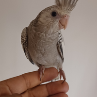 Calopsite allevato a mano