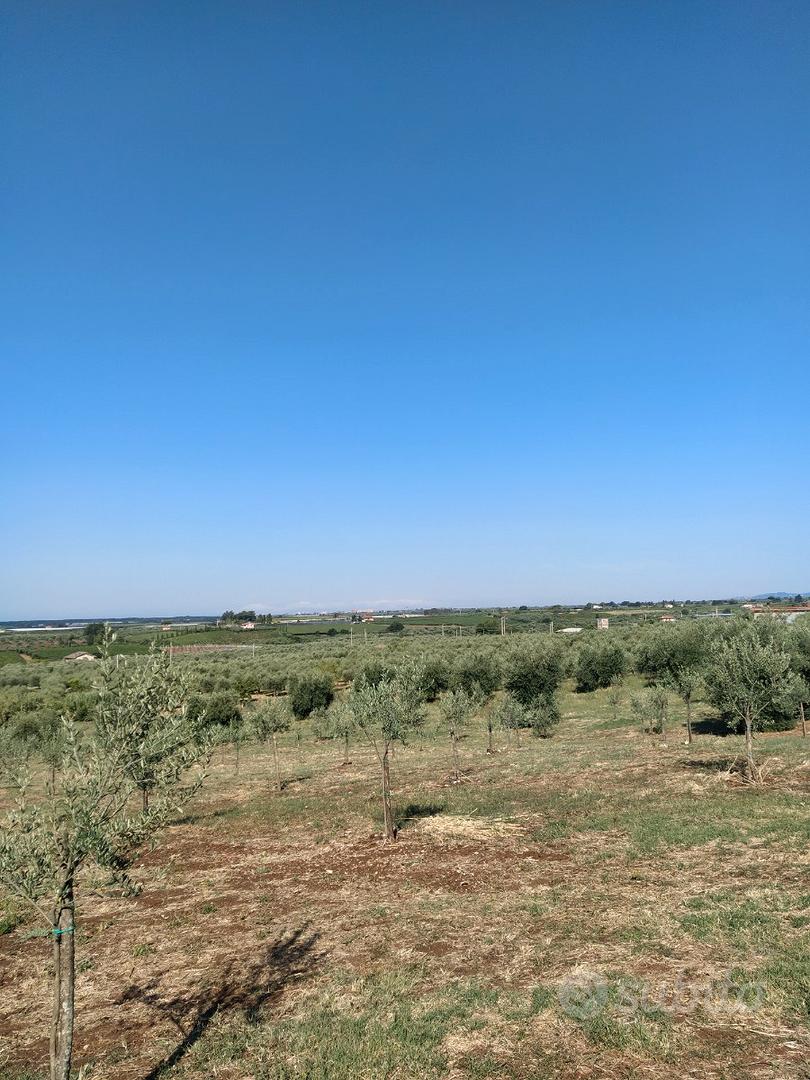 Terreno uliveto - Vista 2