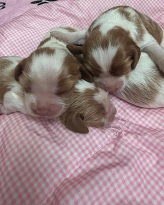 Cavalier King Charles maschi e femmine