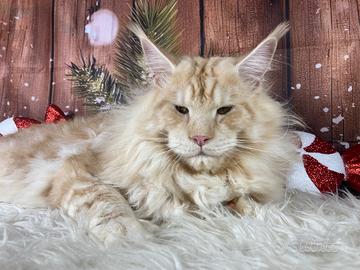Allevamento amatoriale Maine Coon