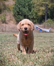 Cuccioli di Labrador Pedigree da EXPO
