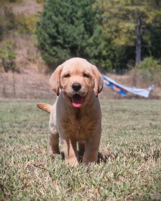 Cuccioli di Labrador Pedigree da EXPO