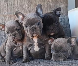 Bulldog francese cucciolata nata in casa
