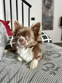 Stallone chihuahua lilac maschio