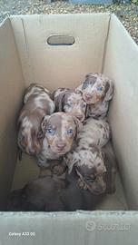 Bassotto arlecchino cioccolato cuccioli