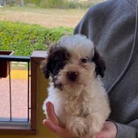 Cucciolo di lagotto romagnolo