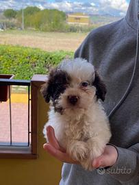 Cucciolo di lagotto romagnolo
