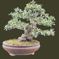Bonsai quercia sughero