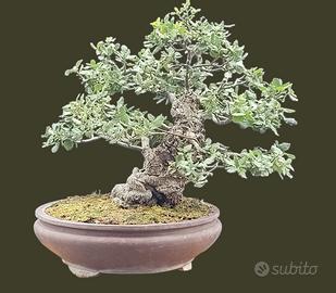 Bonsai quercia sughero