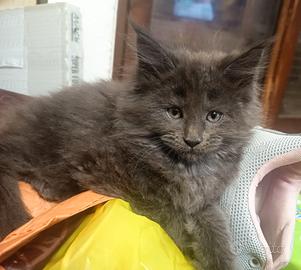 Cuccioli Maine coon
