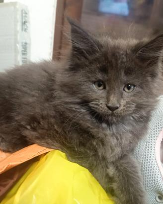 Cuccioli Maine coon