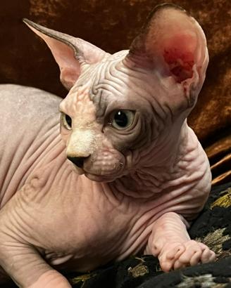Sphynx