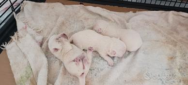 West highland white terrier