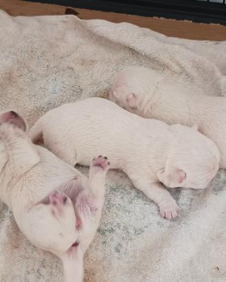 West highland white terrier
