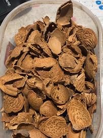 Buccie di mandorlo