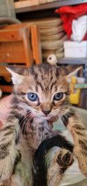 Gatti gattini