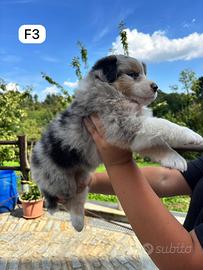Cucciola di Australian Shepherd Dog ENCI F3