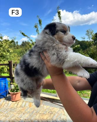 Cucciola di Australian Shepherd Dog ENCI F3