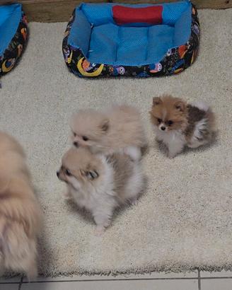 Volpino di pomerania mini mini