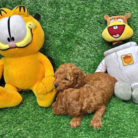 Birillo cucciolo di barboncino red toy