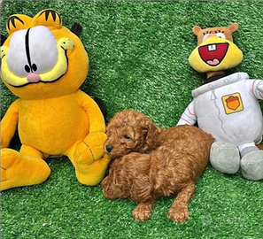 Birillo cucciolo di barboncino red toy