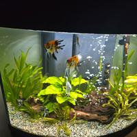 acquario 150 litri curvo