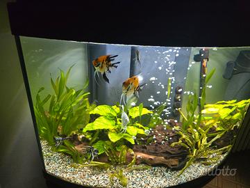 acquario 150 litri curvo