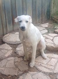 Cucciolo mix
