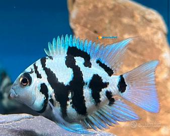Ciclidi parrot blue tiger