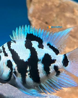 Ciclidi parrot blue tiger
