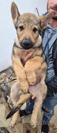 Cuccioli di Cane Lupo Cecoslovacco - Vaccinati e M