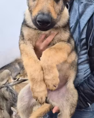 Cuccioli di Cane Lupo Cecoslovacco - Vaccinati e M