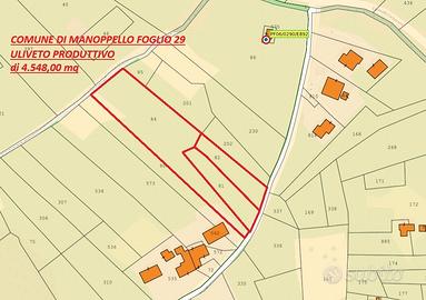 Terreno Agricolo coltivato ad Uliveto